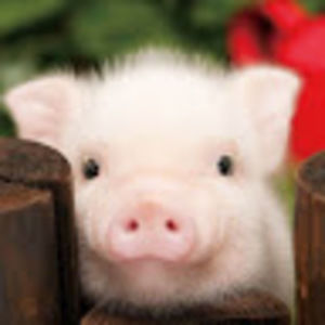 Meet your Posher, Bb